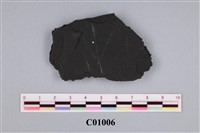 藏品(筆石)的圖片